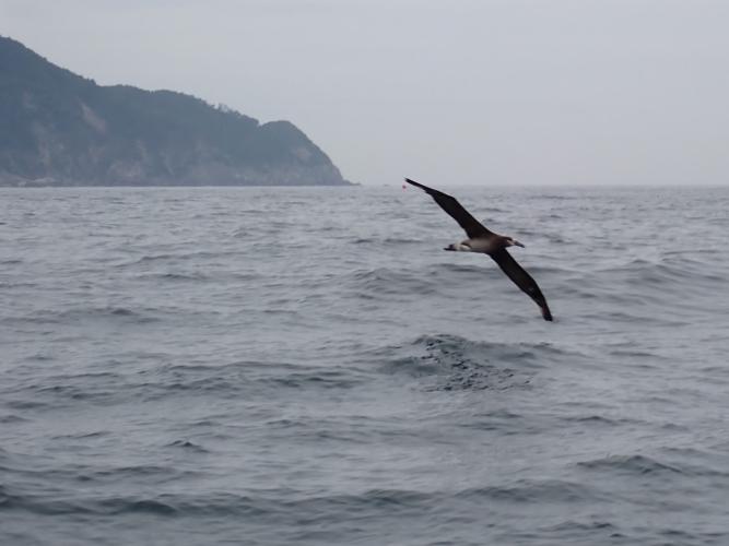 Black-footed Albatross