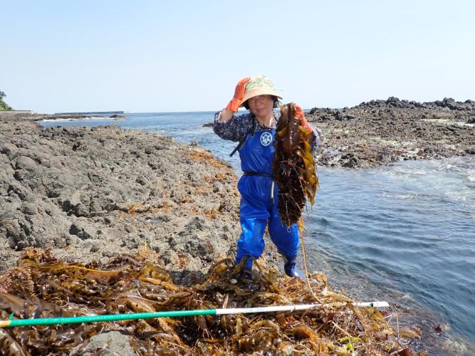 Woman collecting kelp from the gulleys inside Tomari harbour. Note the bicycle inner tube repurposed as her belt. These are humble communities that make do with what the ocean provides or washes up on their shore.