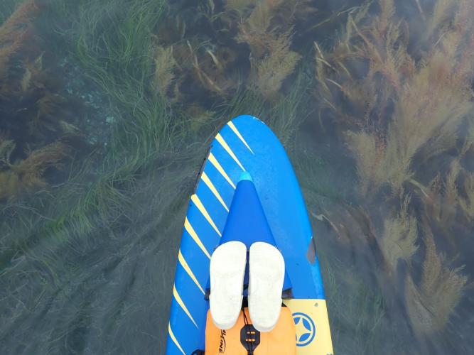 Gliding over kelp and sea grass. The plants and seaweeds help slow the currents and calm the waters.