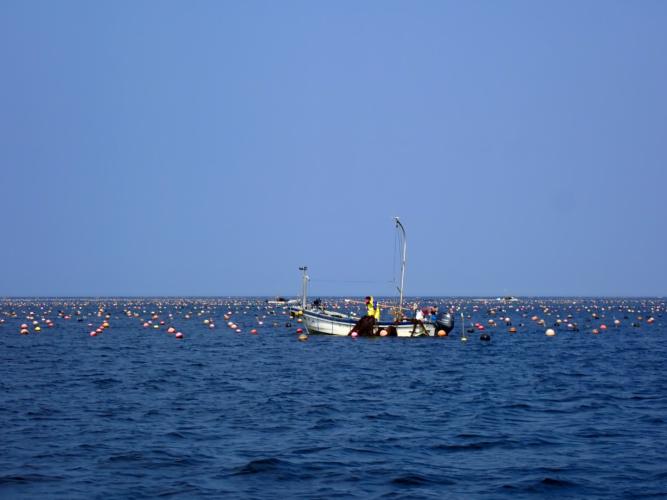 Kelp farms. Tens or hundreds of thousands of buoys each with a rope to which the kelp attaches. These farms provide employment, pull in lots of CO2, act as a sea defence, and provide nurseries for sea life. For a sailor, they can make navigation awkward, but they are also a safety net in an offshore wind (if one sails inside of them).