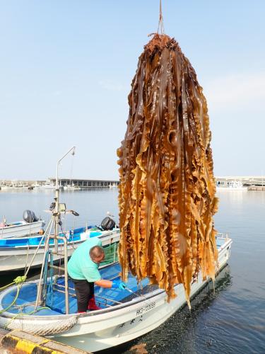 The kelp being harvested. Apparently this is after about 1 year of growth. (A random stat I recall is that kelp can grow up to a foot in a single day, which means this is quite slow growing by kelp standards).