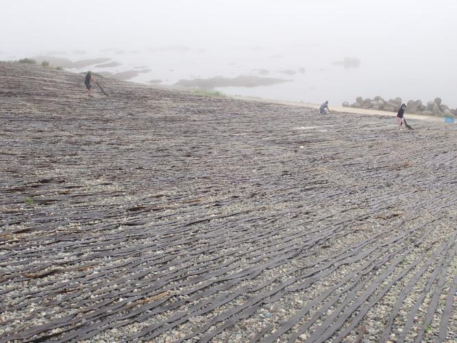 Laying out the kelp