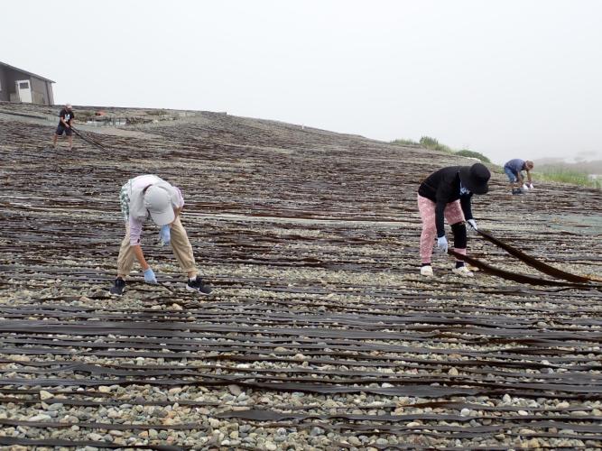 The kelp "fields" went from bare to covered in a few hours.