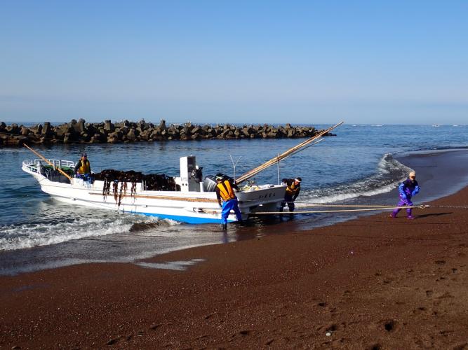 The kelp harvest is a community operation. Each of these small villages has a flotilla of boats. They go out on the siren and come back on the siren in what is a highly orchestrated procedure. For a few hours, at least 30 boats were busily collecting along this stretch of coast.