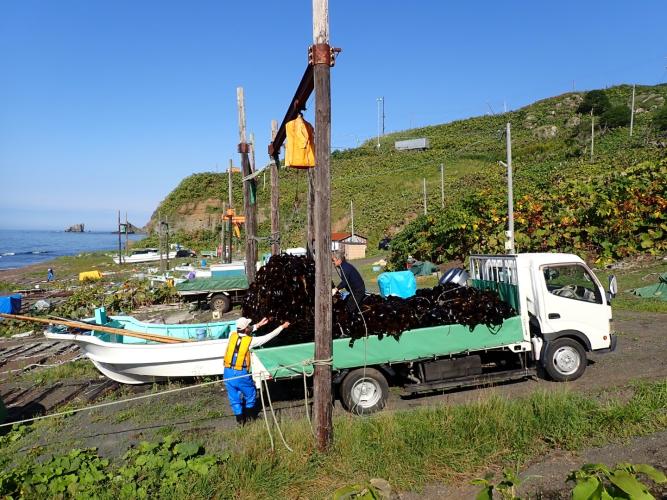 Konbu transfer to truck, before going uphill to the drying "fields".