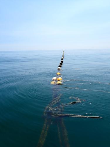 Net/line. I think this is for kombu (kelp).