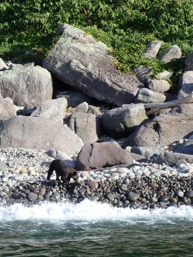 On the west side, my first bear sighting