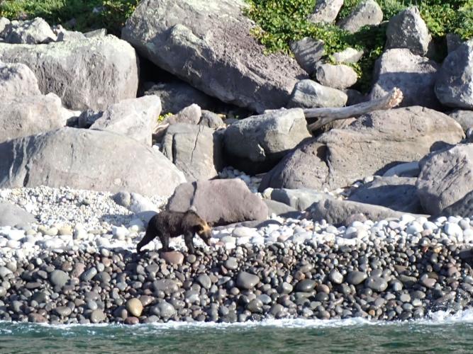 The bear took a swim to cool off, then went beachcombing 