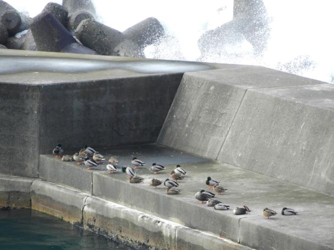 The ducks took shelter, and we headed back towards Tokyo