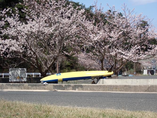 Board draining under the cherry blossom