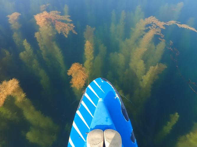 Early morning gliding by paddle