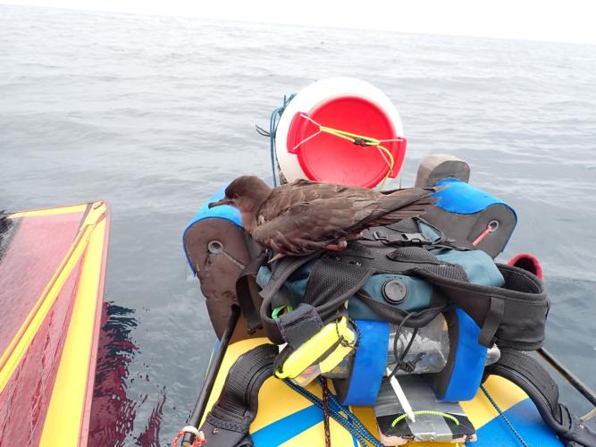 A fatigued shearwater rests for a while