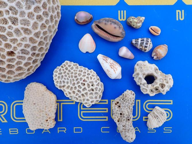 Shell and coral inspection during a lunch stop 