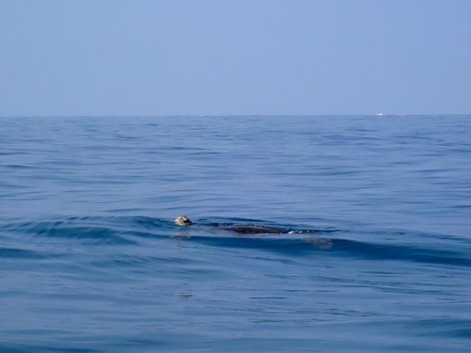 One of my better turtle pictures