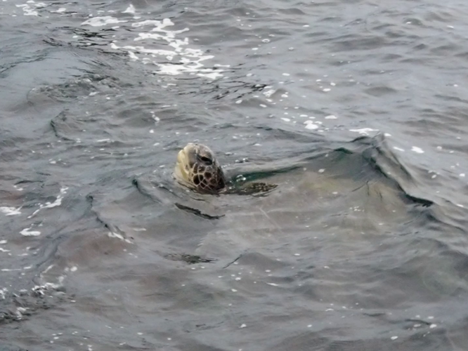 Kashimagaura Bay turtles are less camera shy than most