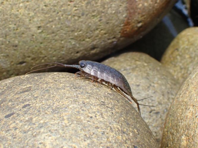 Sea slater (Ligia exotica)